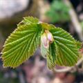 common  witch-hazel ، نارون کوهی آمریکایی